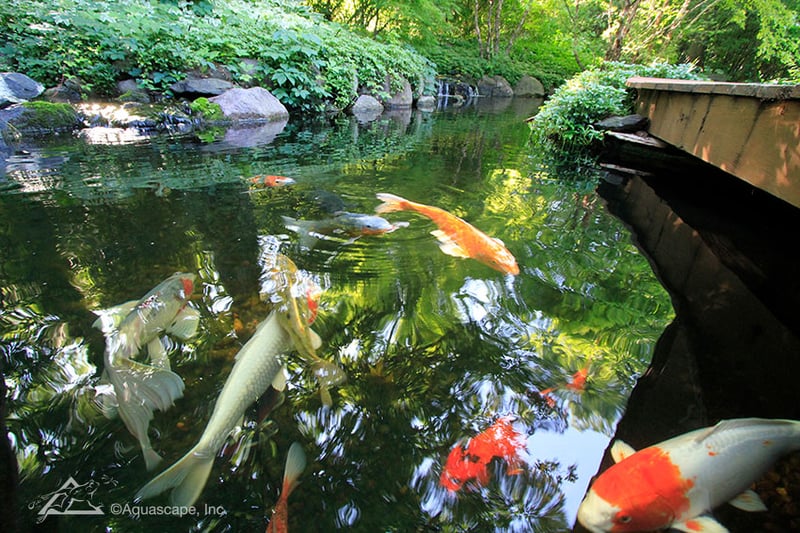 Koi Ponds & Water Gardens